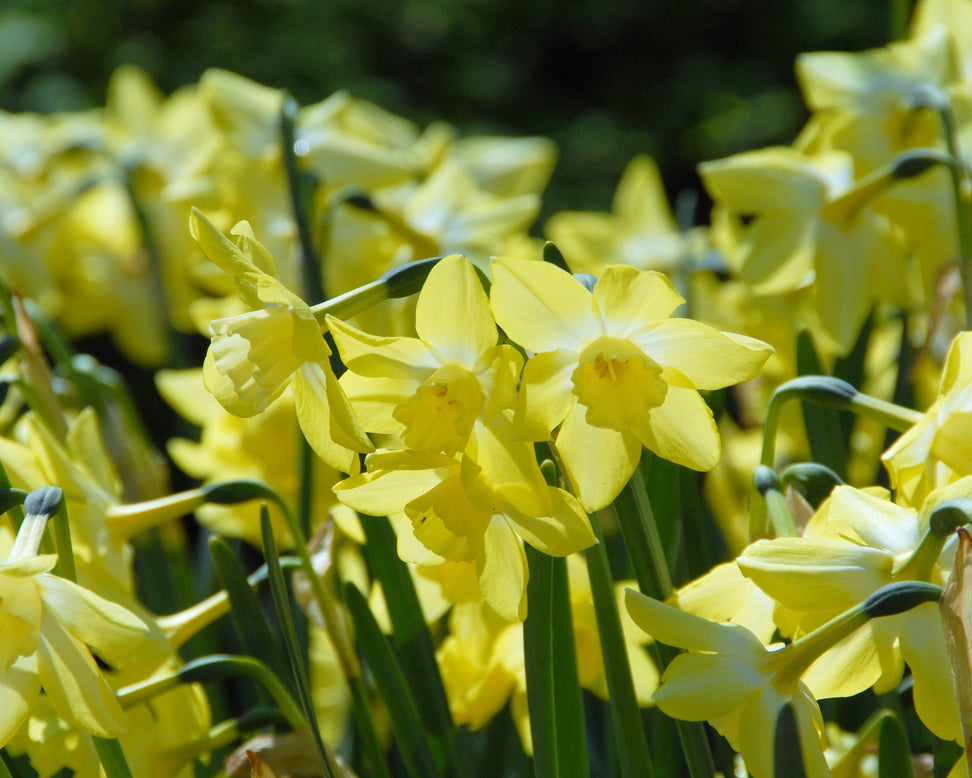Narcissus 'Pipit'