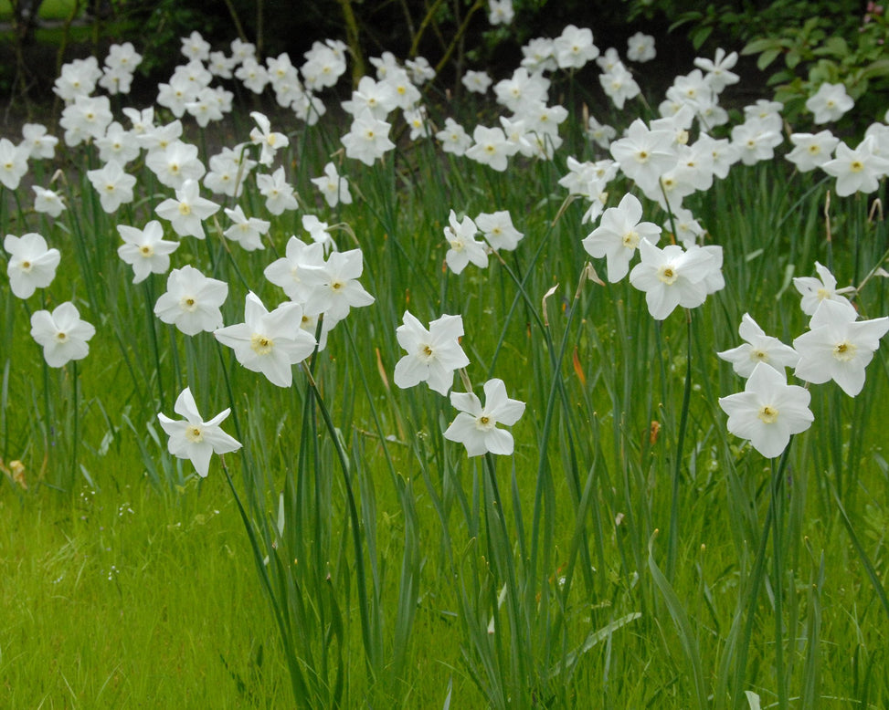 Flower BulbsPolar Ice Bulbs UK - 2