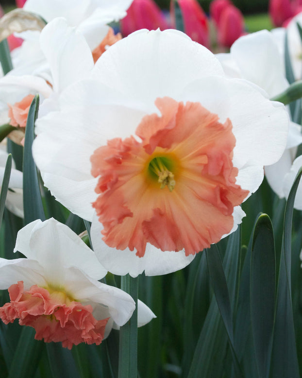 Narcissus 'Precocious'