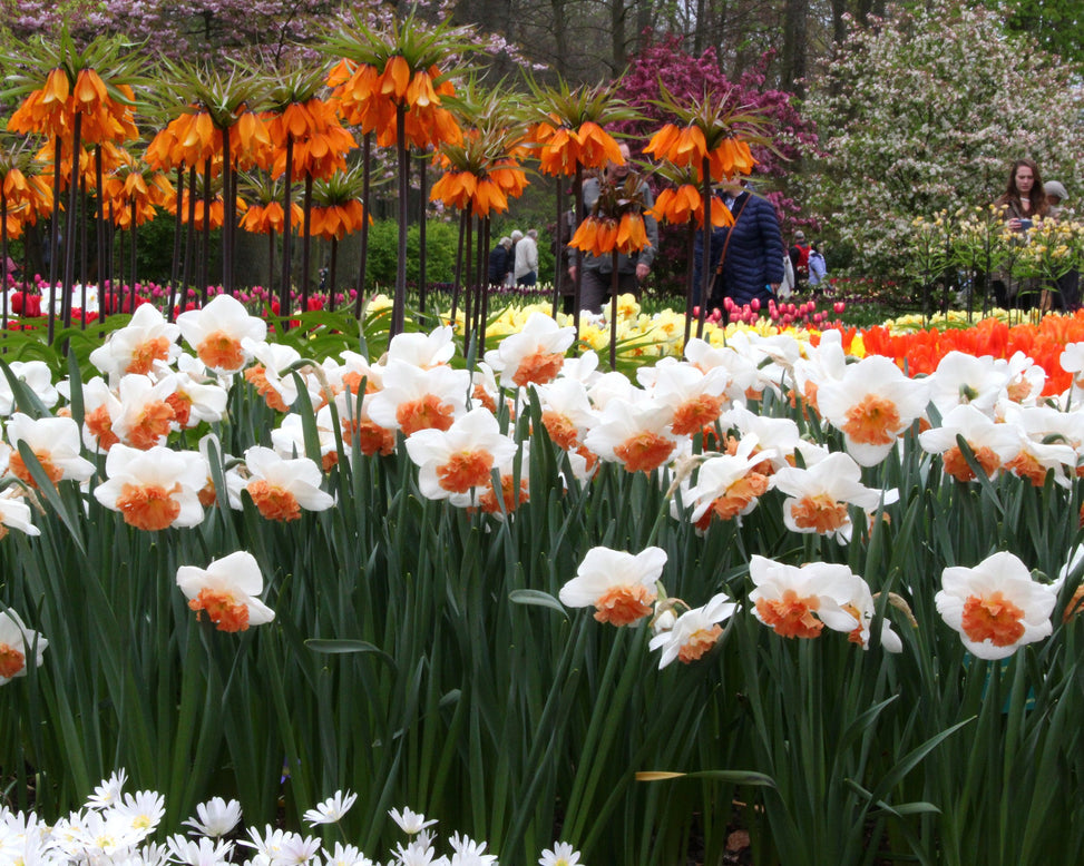 Narcissus 'Precocious'