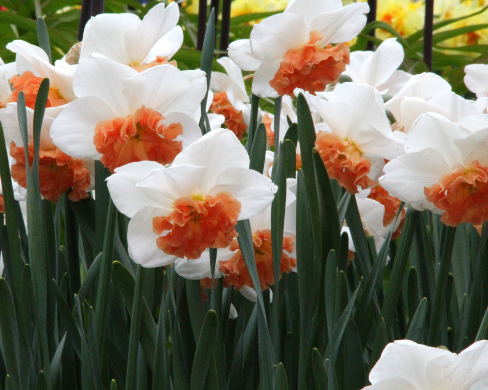 Narcissus 'Precocious'