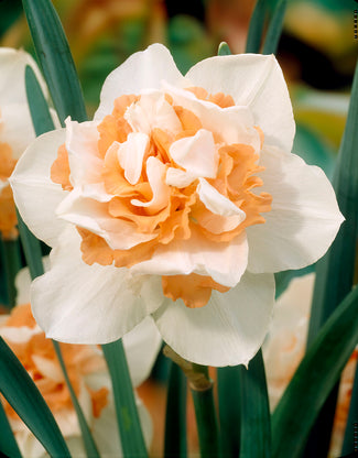 Narcissus 'Replete'