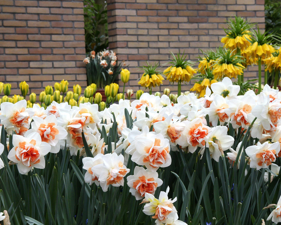 Narcissus 'Replete'