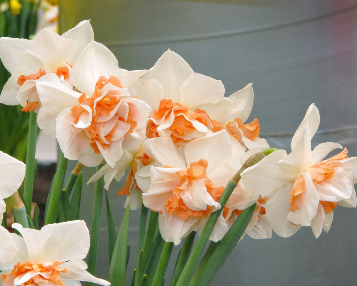 Flower BulbsReplete Bulbs UK - 3