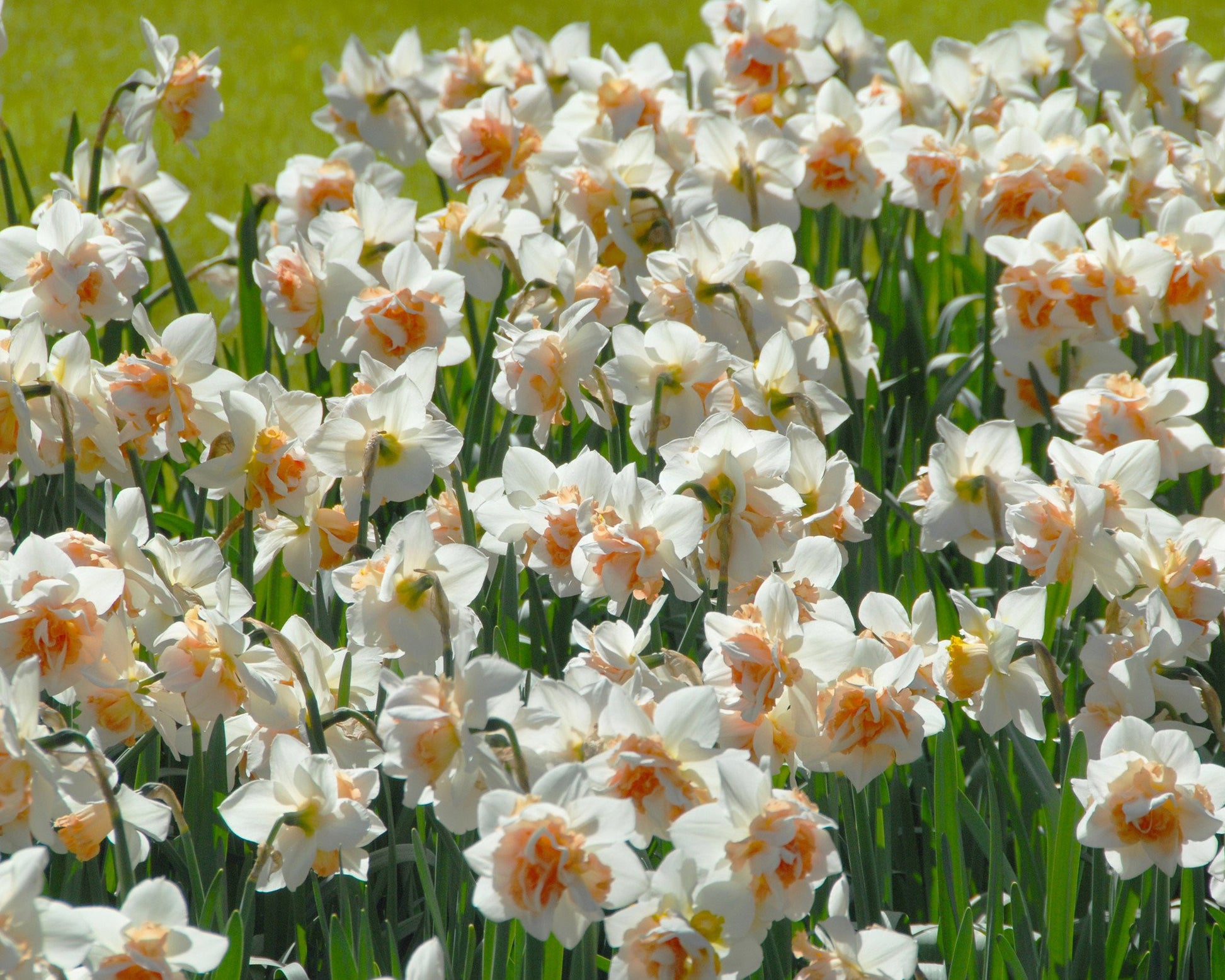 Narcissus 'Replete' bulbs — Buy online at Farmer Gracy UK