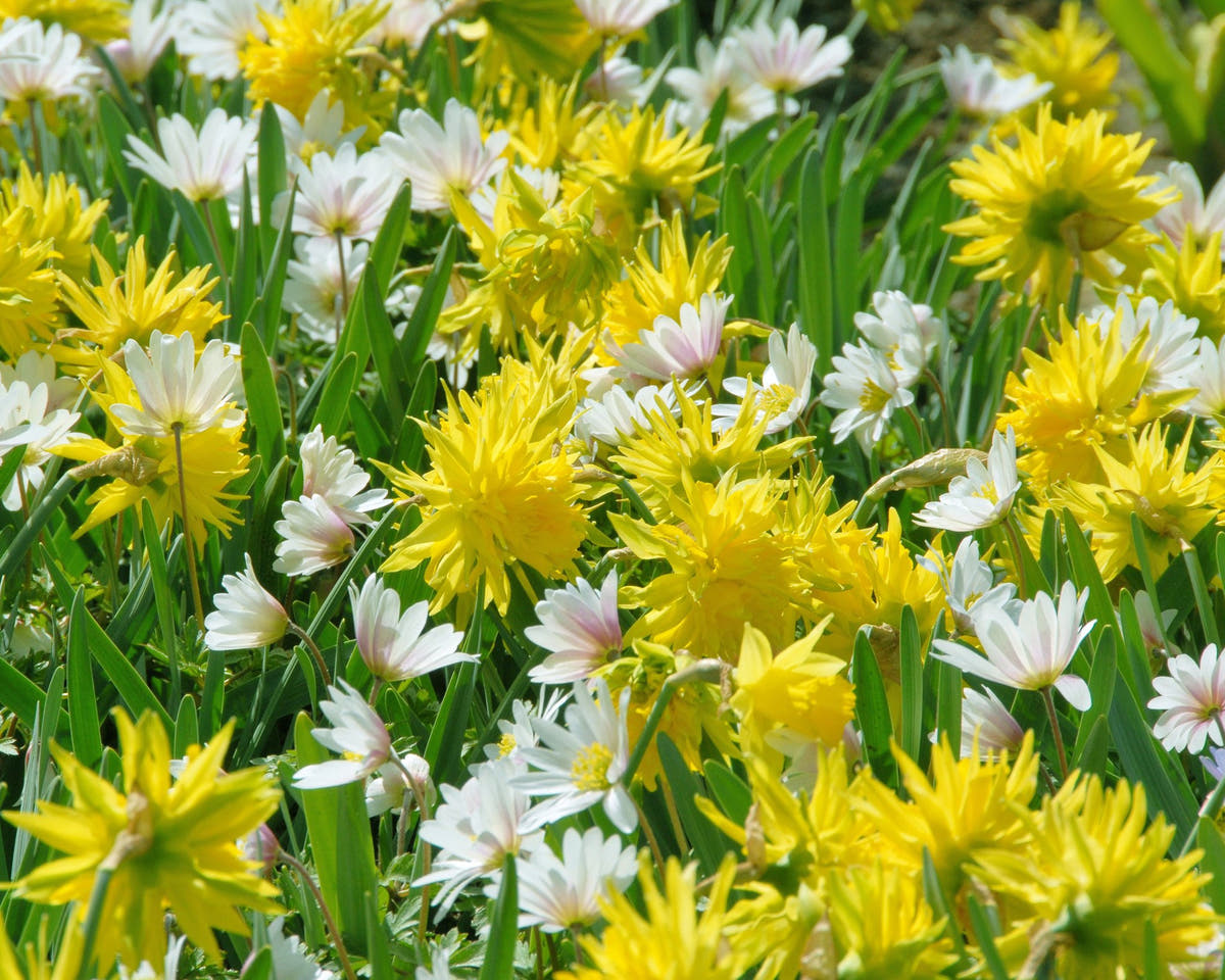 Flower BulbsRip van Winkle Bulbs UK - 3
