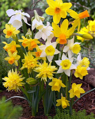 Narcissus 'Rockgarden Mix'