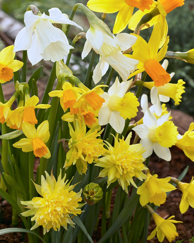 Narcissus 'Rockgarden Mix'