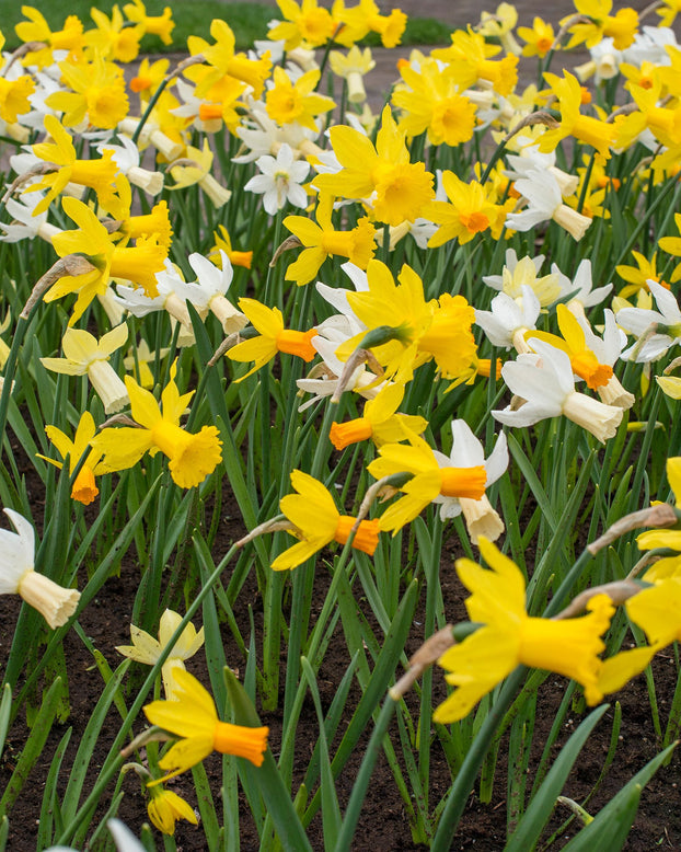 Flower BulbsRockgarden Mixed Colours Bulbs UK - 1