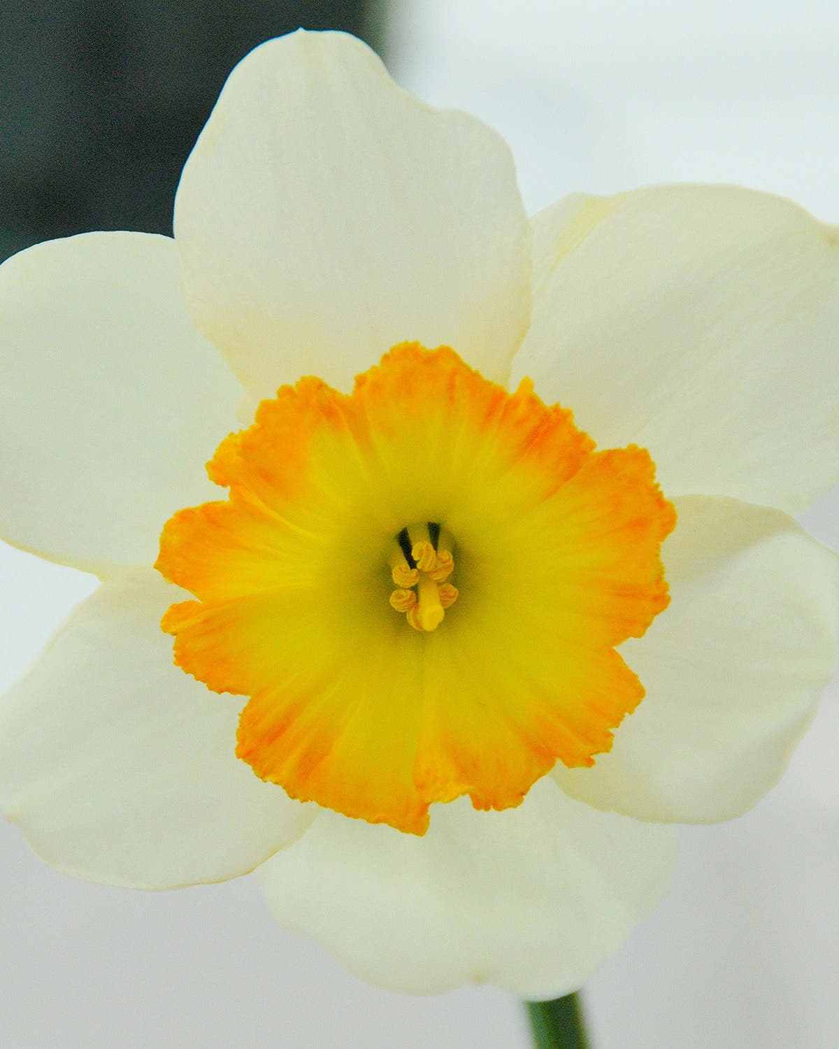 Flower BulbsRoulette Bulbs UK - 1
