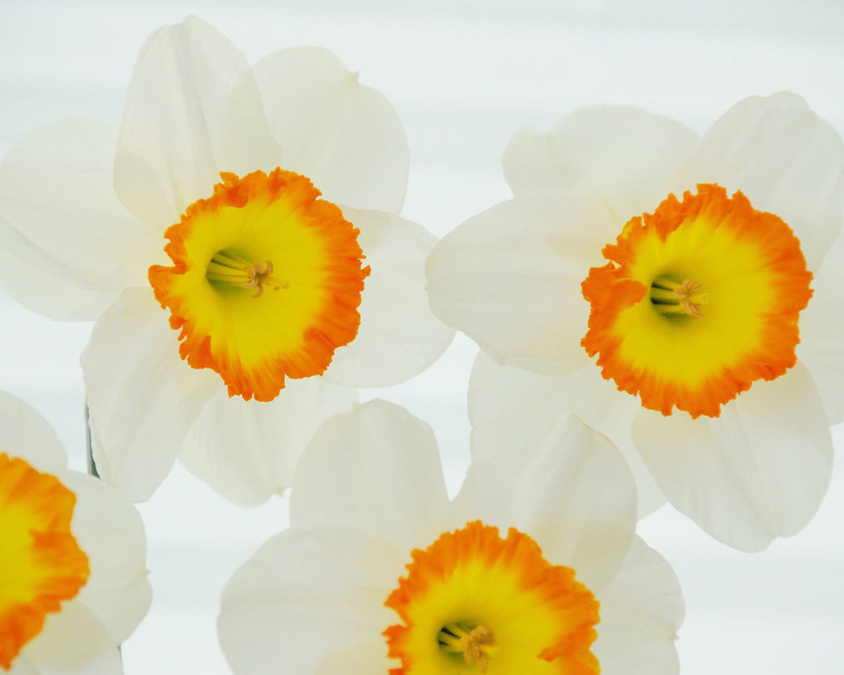 Flower BulbsRoulette Bulbs UK - 2