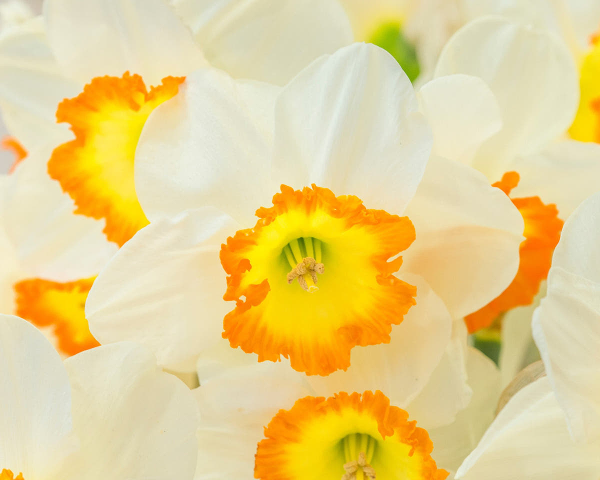 Flower BulbsRoulette Bulbs UK - 3