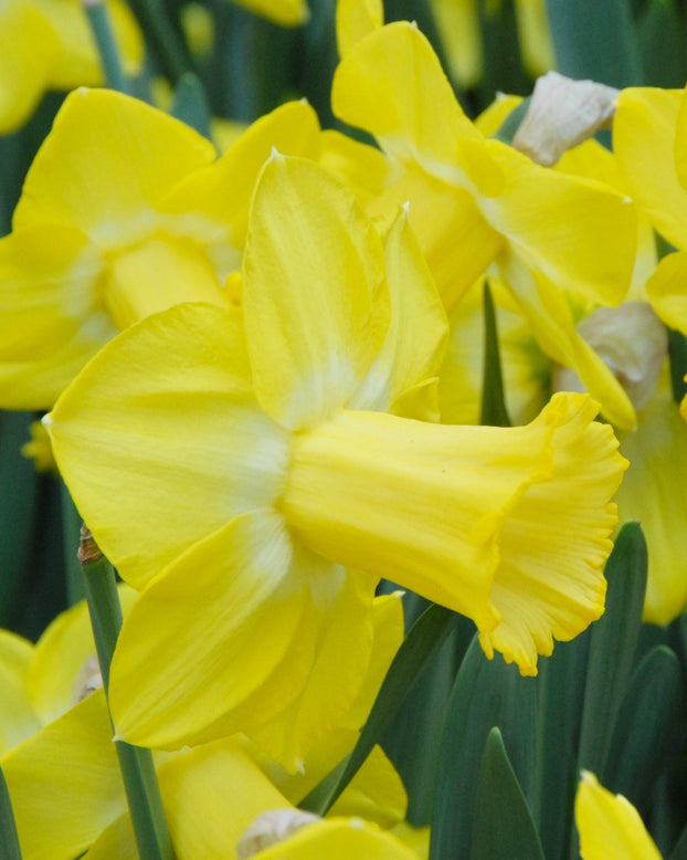 Narcissus 'Sabatini'