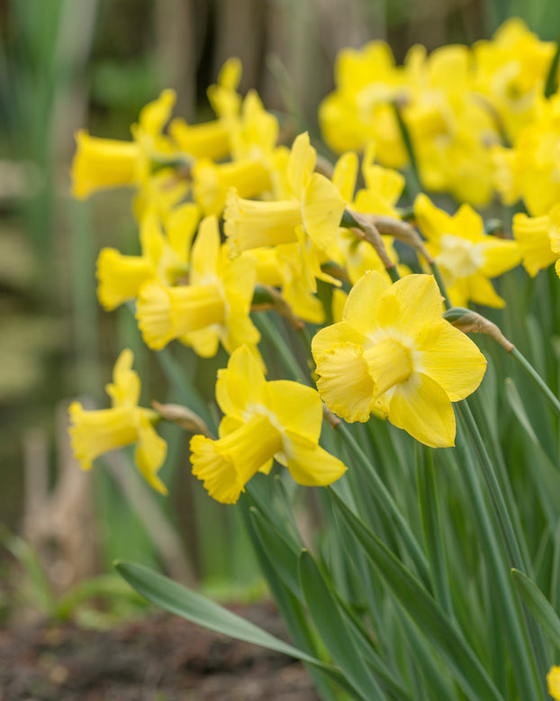 Narcissus 'Sabatini'