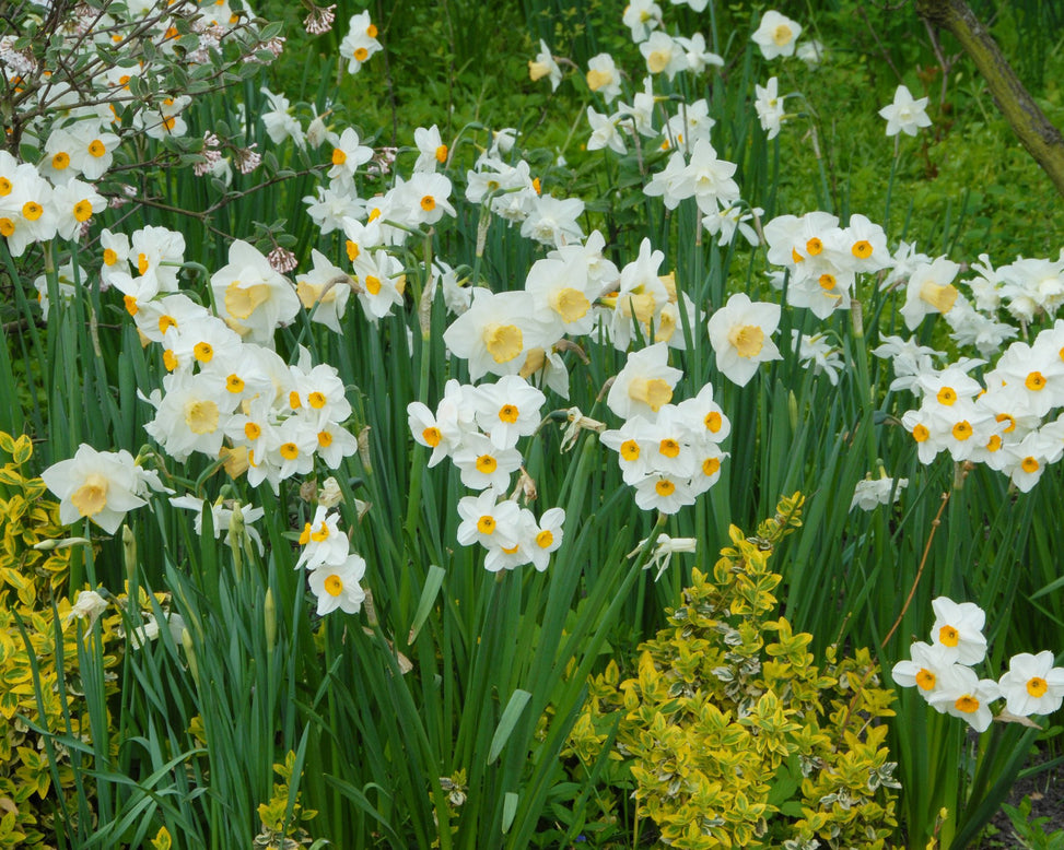 Flower BulbsSalome Bulbs UK - 2
