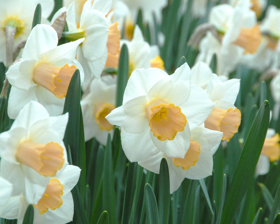 Flower BulbsSalome Bulbs UK - 3