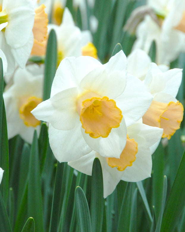 Flower BulbsSalome Bulbs UK - 1