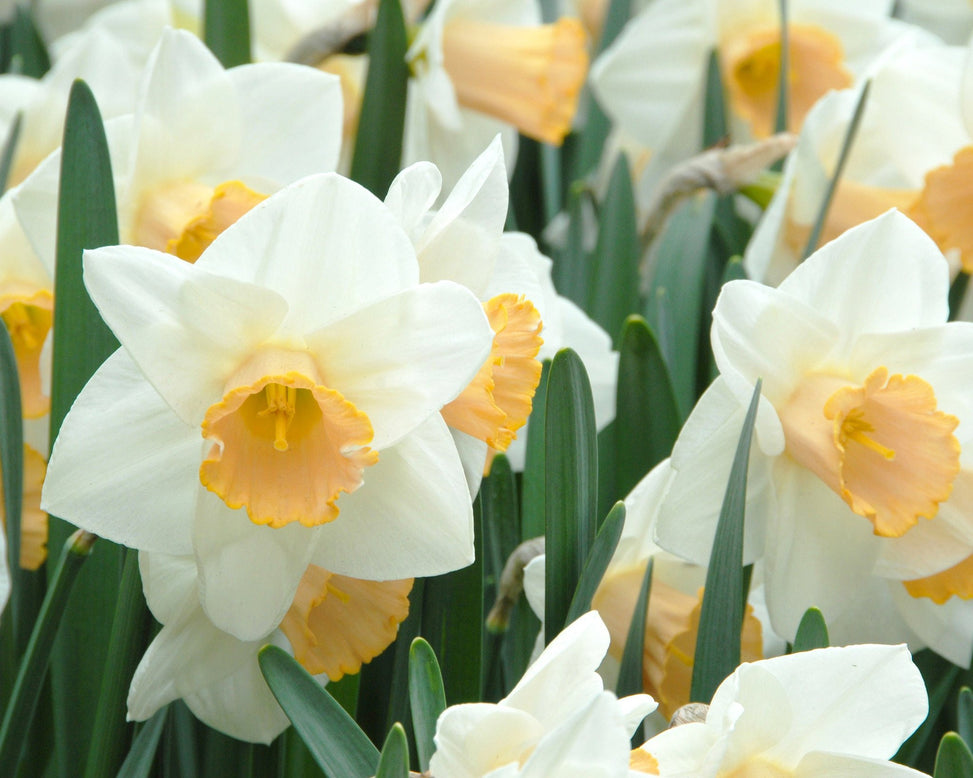 Flower BulbsSalome Bulbs UK - 4