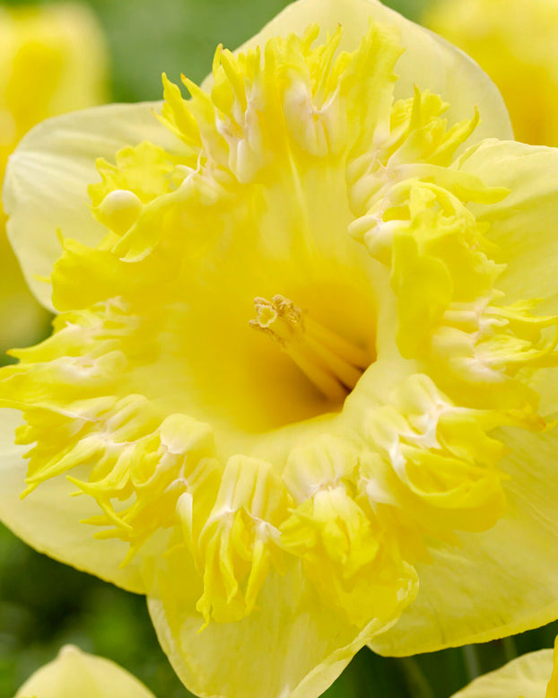 Narcissus 'Snowtip'