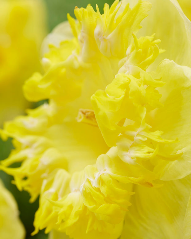 Narcissus 'Snowtip'