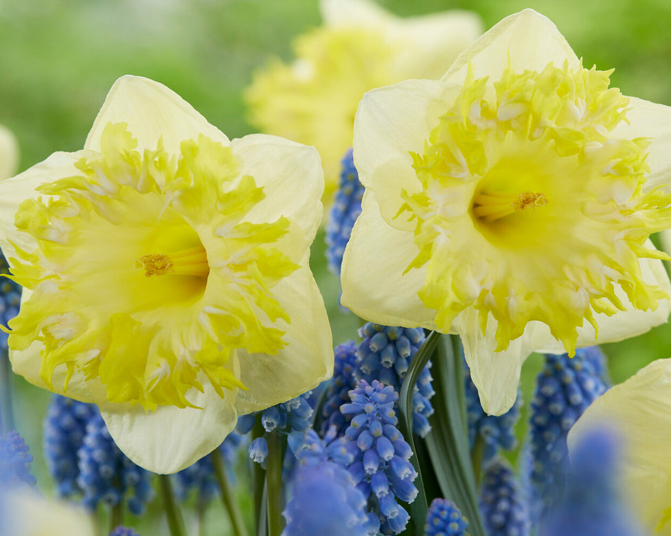 Narcissus 'Snowtip'