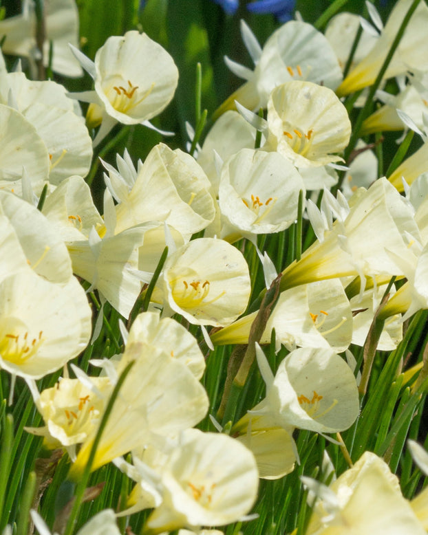 Narcissus 'Spoirot'