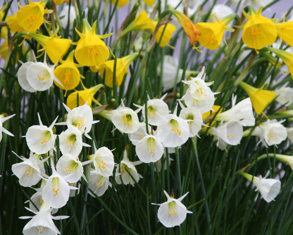 Narcissus 'Spoirot'