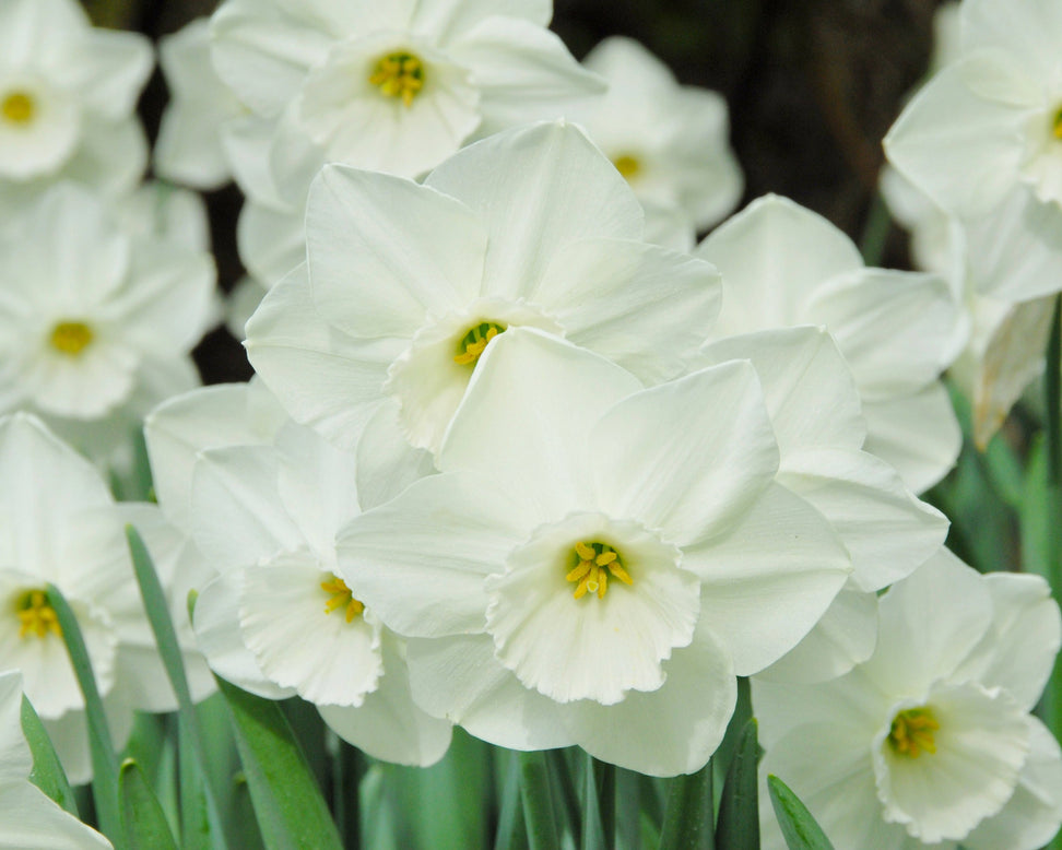 Narcissus 'Stainless'