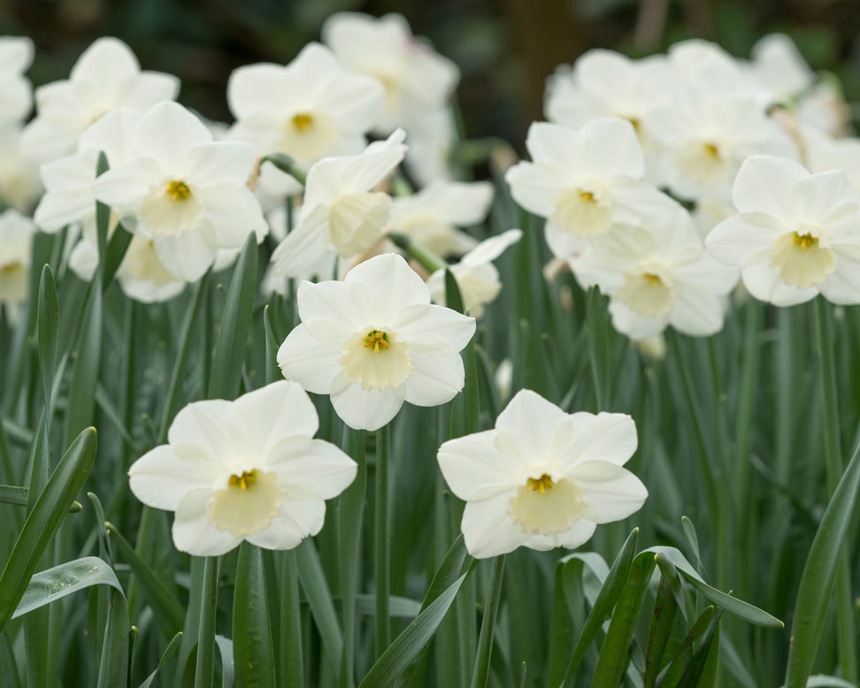 Narcissus 'Stainless'
