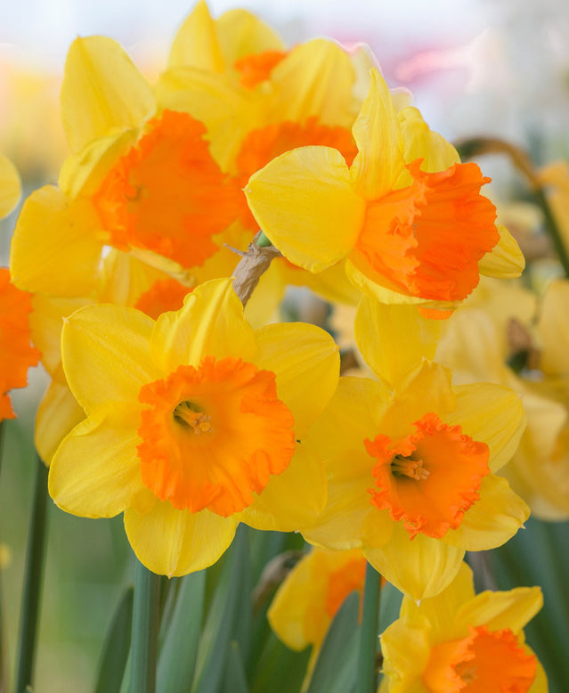 Flower BulbsSunlover Bulbs UK - 1