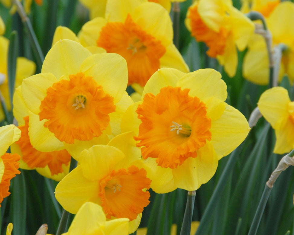 Flower BulbsSunlover Bulbs UK - 2
