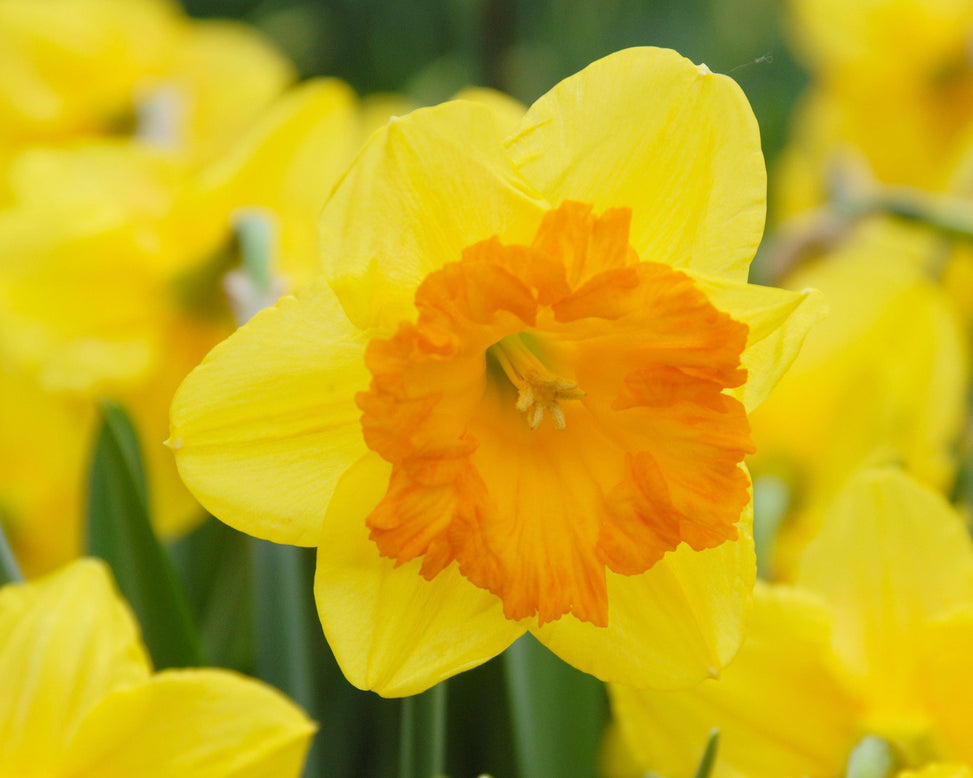 Flower BulbsSunlover Bulbs UK - 3