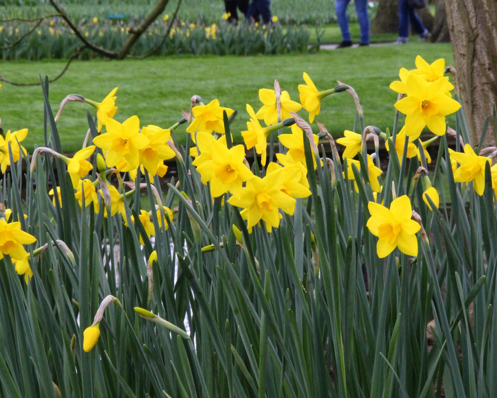 Narcissus 'Sweetness'