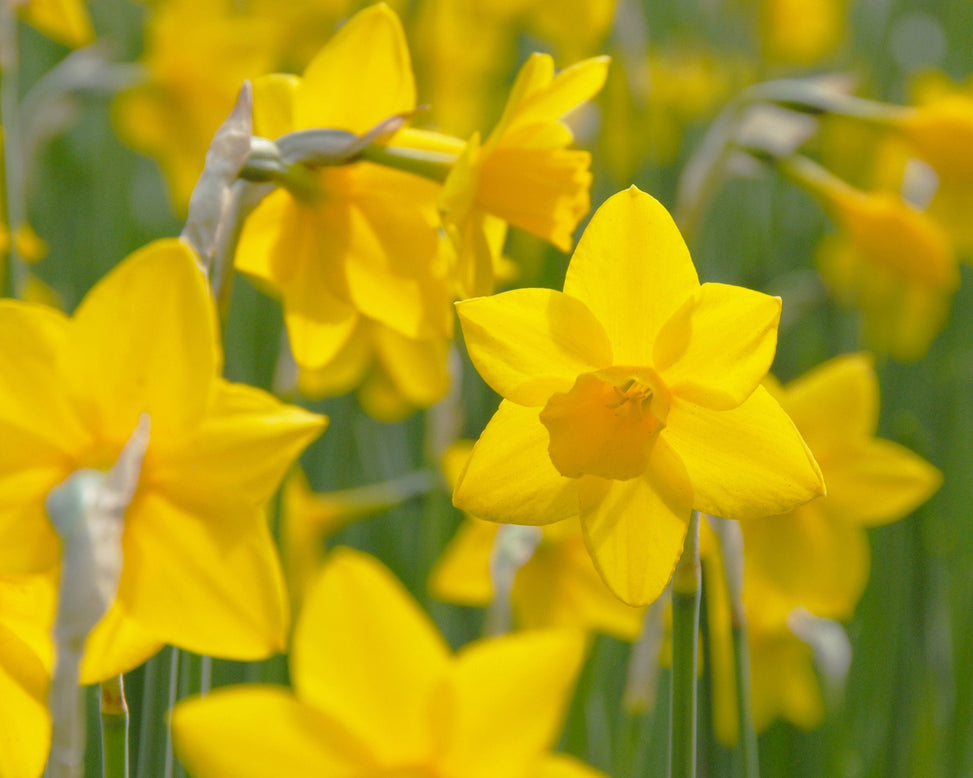 Flower BulbsSweetness Bulbs UK - 4