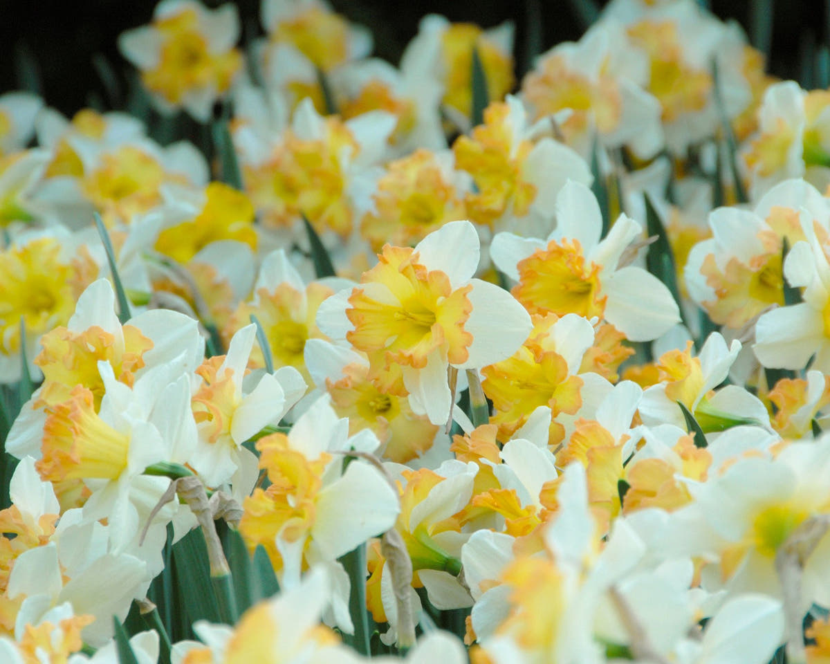 Flower BulbsTaurus Bulbs UK - 2