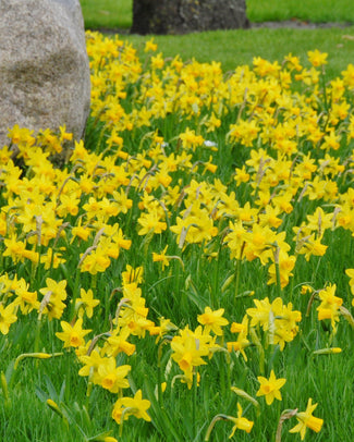 Narcissus 'Tête à Tête'