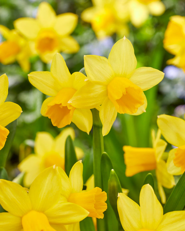 Narcissus 'Tête à Tête XXL'