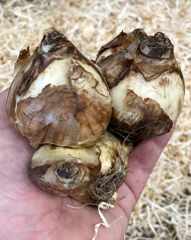 Narcissus 'Tête à Tête XXL'