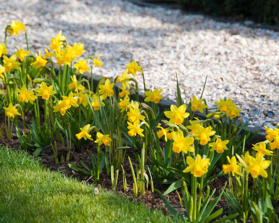 Narcissus 'Tête à Tête XXL'