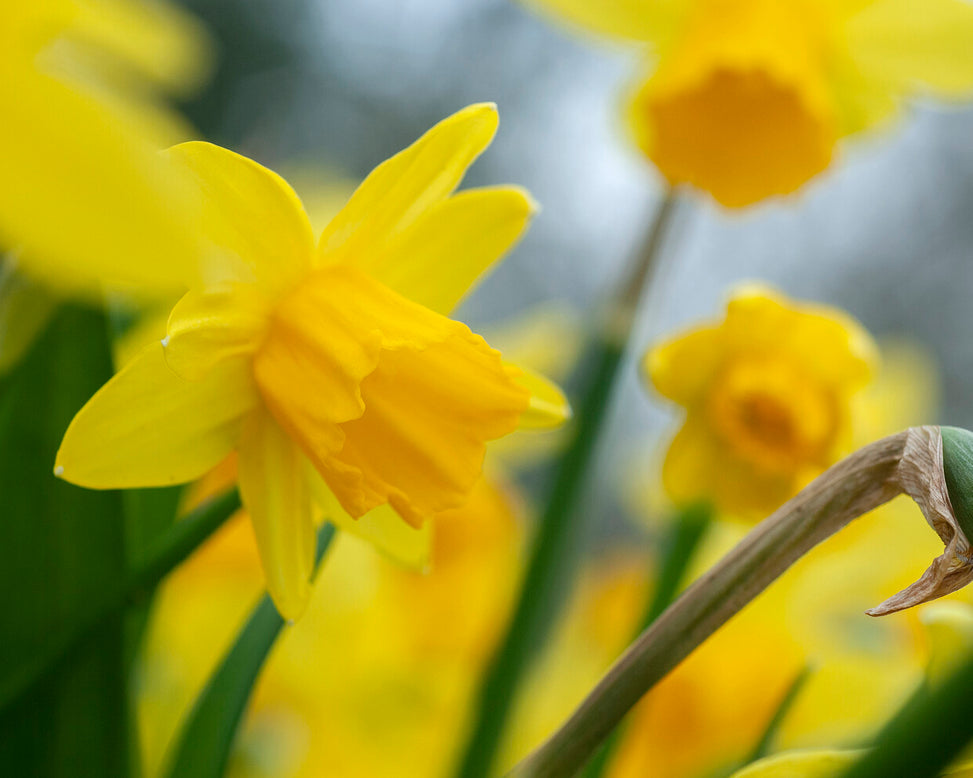 Narcissus 'Tête à Tête XXL'