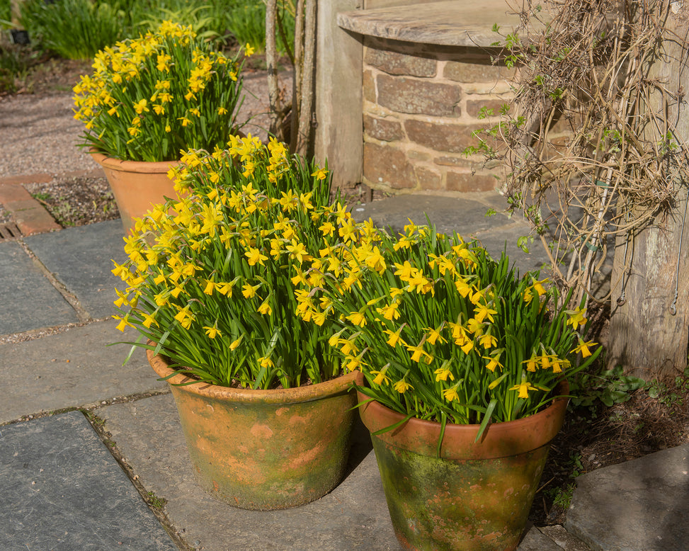 Narcissus 'Tête à Tête XXL'