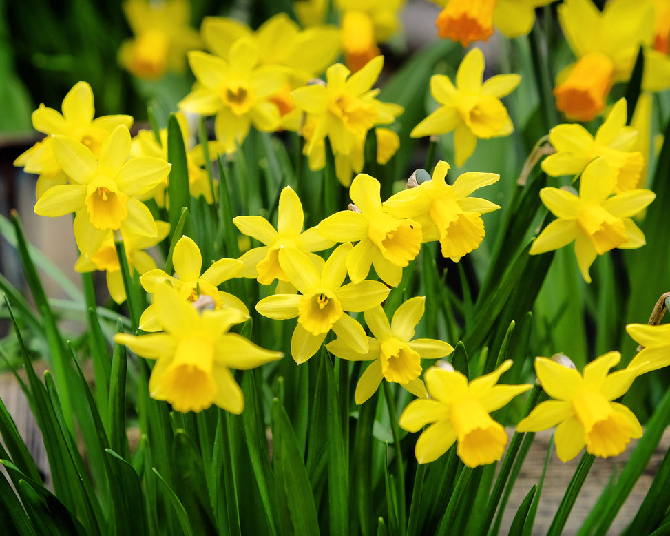 Narcissus 'Tête à Tête XXL'