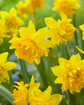 Narcissus 'Tête Bouclé'