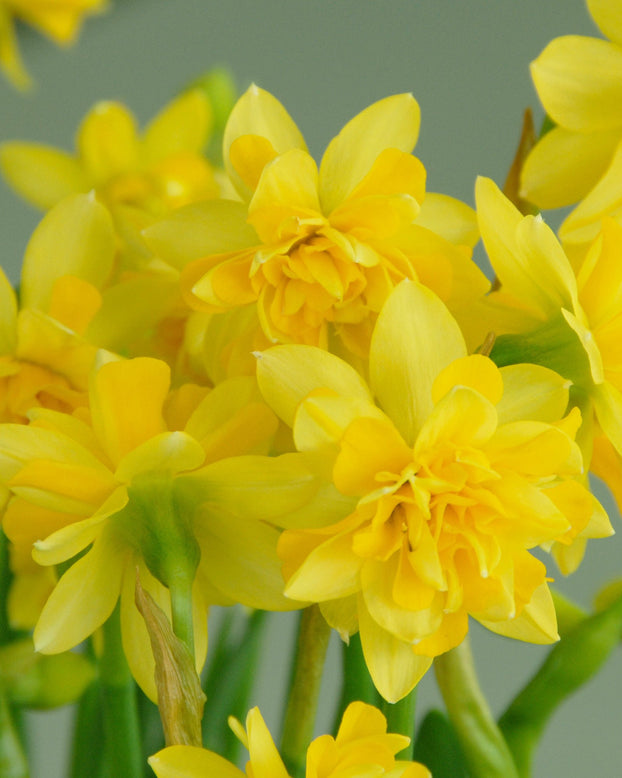 Flower BulbsTête Deluxe Bulbs UK - 1