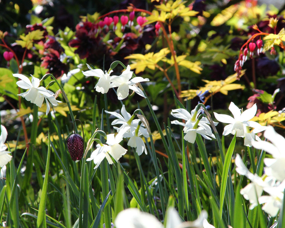 Narcissus 'Thalia'