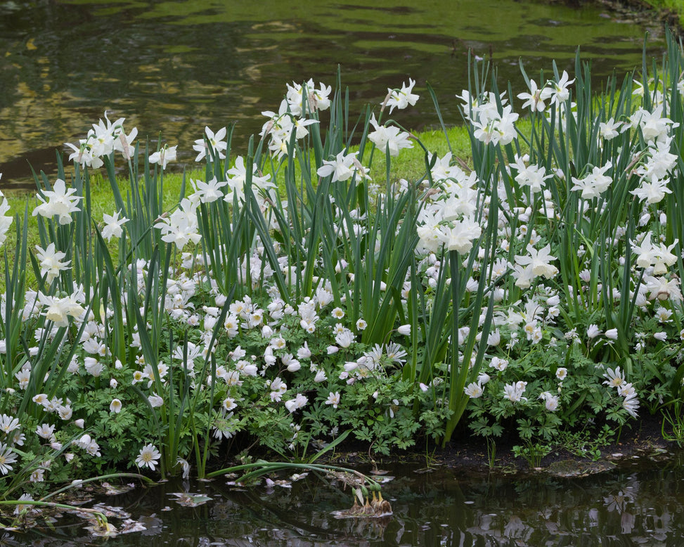 Flower BulbsThalia Bulbs UK - 3