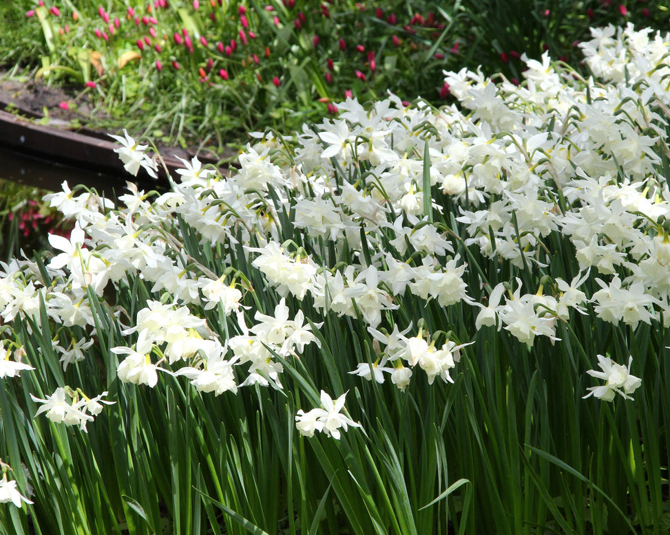 Narcissus 'Thalia'