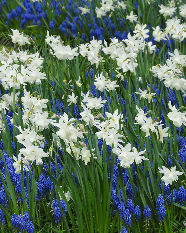 Flower BulbsThalia Bulbs UK - 1