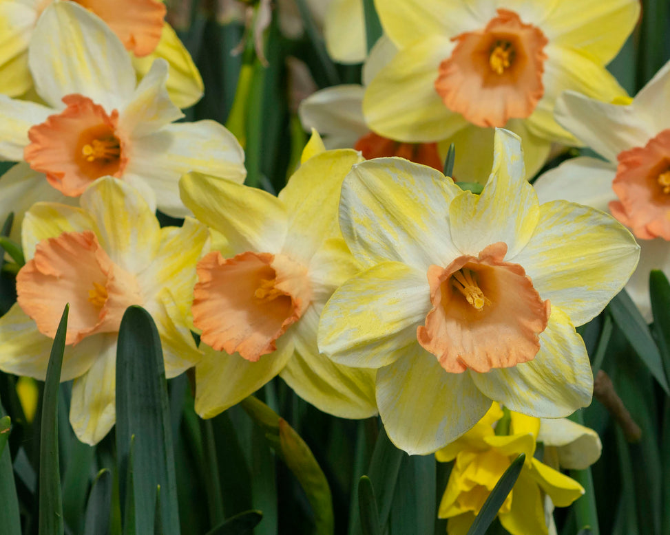 Narcissus 'Tickled Pinkeen'