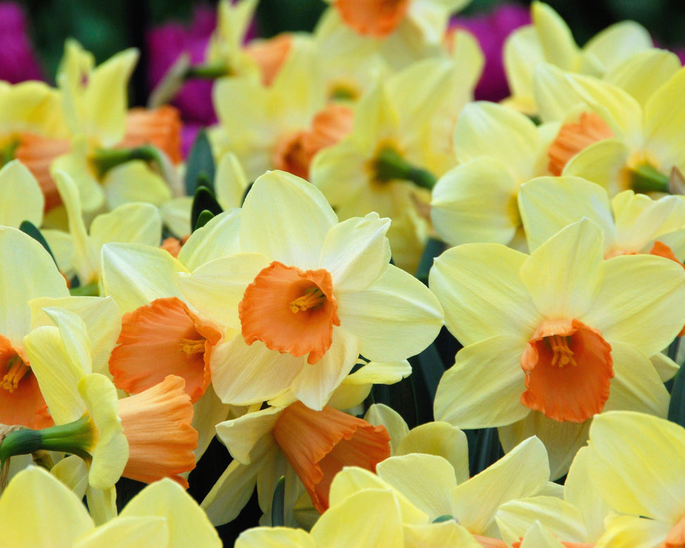 Narcissus 'Tickled Pinkeen'